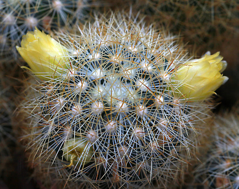 Mammillaria mieheana